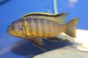 Tropheops sp. 'orange chest' Makokola Reef